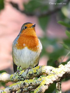 European Robin