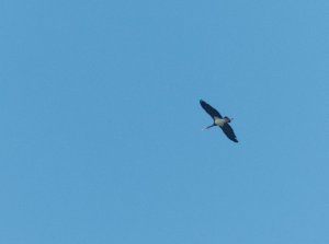 Black Stork flyover