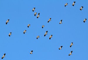 Lapwings over the Plain