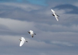 Cattle Egret