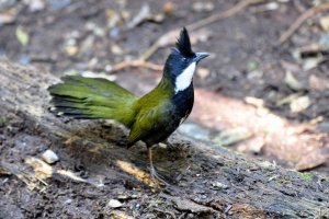 Eastern Whipbird