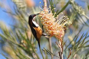 Eastern Spinebill