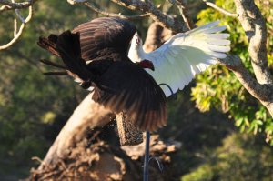 Sulphur-crested cockatoo vs Brush Turkey