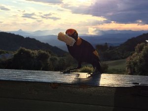 Regent Bowerbird