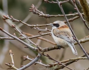 Penduline tit