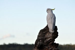 Cockatoo