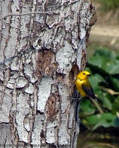 Prothonotary warbler at nest hole