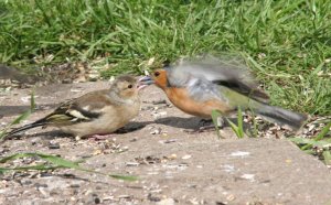 Chaffinch feeding fledgeling