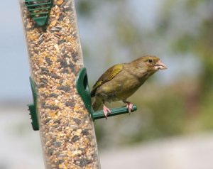 Greenfinch on feeder