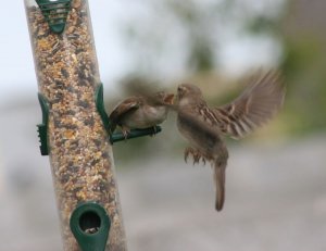 Feeding Sparrows