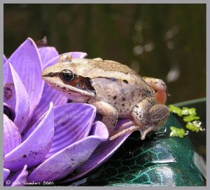 Wood Frog