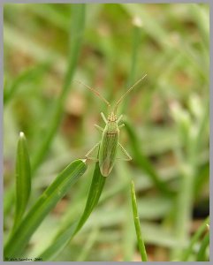 Grass Bug