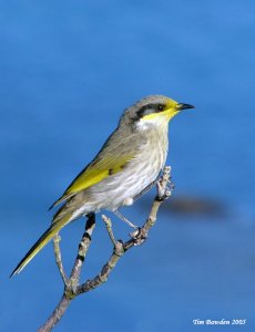 Singing Honeyeater