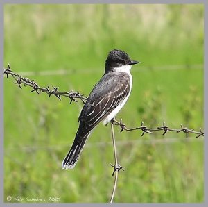 Eastern Kingbird