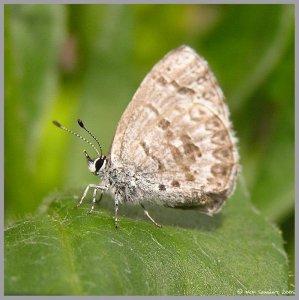 Spring Azure Butterfly