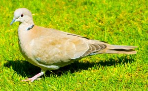 Collared Dove