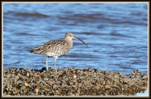 Eurasian Curlew