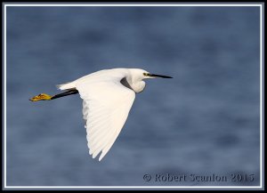 Little Egret in flight