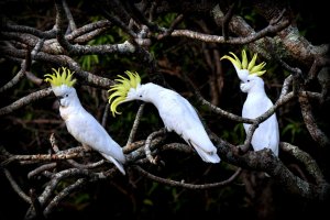 Sulphur-Crested Cockatoos