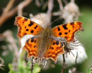 Comma