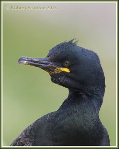 Shag portrait