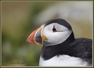 Puffin portrait