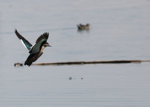 Hottentot teal (Anas hottentota)