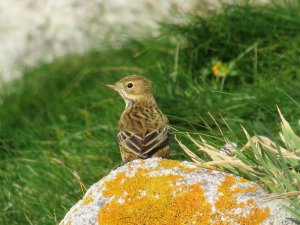 Meadow Pipit