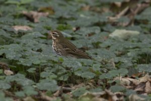 Olive Backed Pipit