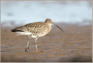 Eurasian Curlew