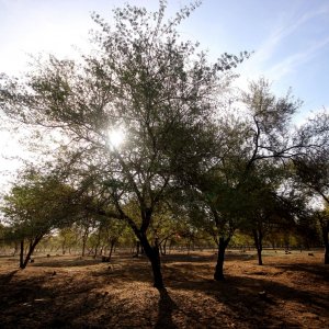 sunnet forest