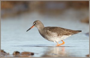 Redshank