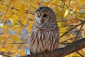 Autumn is for the Owls