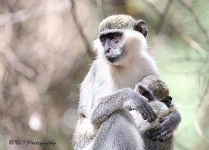 vervet monkey