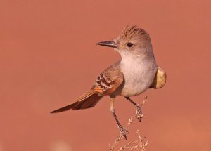 Brown-Crested Flycatcher