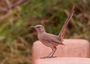 Crissal Thrasher