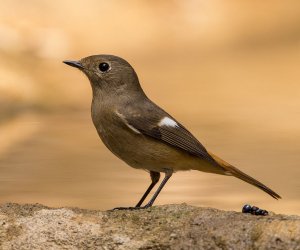 Female Daurian Redstart