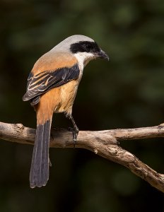 Long-tailed Shrike