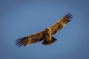 Eastern Imperial Eagle photography