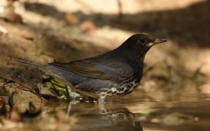 Male Japanese Thrush