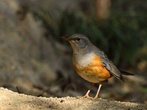 Male Grey-backed Thrush