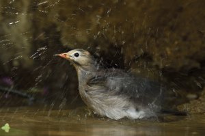 Red-billed Starling