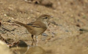 Manchurian Reed Warbler