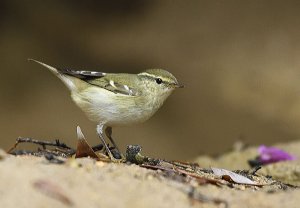 Yellow-browed Warbler