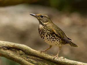 Female Japanese Thrush