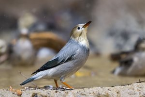 Red-billed Starling