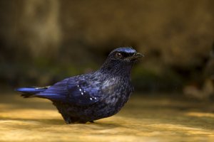 Blue-whistling Thrush