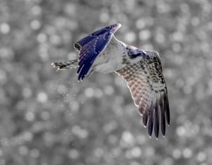 young osprey 2nd flight