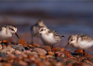 Sanderlings