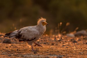 Egyptian Vulture photography